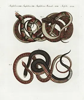 Herpetology Prints: Carpet python, scarlet snake, and red-bellied black snake