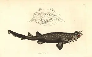 Thenaturalistsmiscellany Prints: Carpet shark or spotted wobbegong, Orectolobus maculatus
