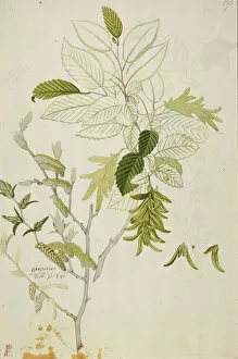 Georg Dionysius Ehret Collection: Carpinus betulus, hornbeam