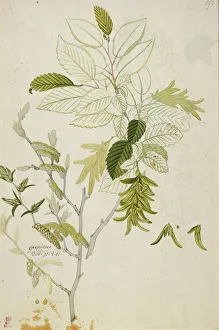 Rosid Gallery: Carpinus betulus, hornbeam