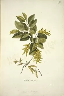 Georg Dionysius Ehret Collection: Carpinus betulus L. hornbeam