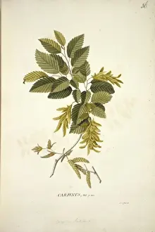 Ehret Prints: Carpinus betulus L. hornbeam