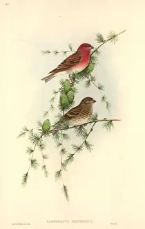Fringillidae Prints: Carpodacus erythrinus, common rosefinch