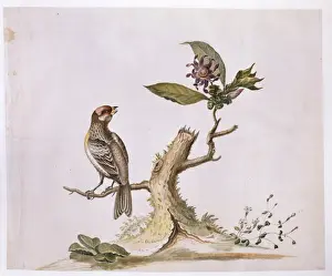 Carpodacus purpureus, purple finch