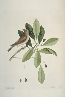 Carpodacus purpureus, purple finch