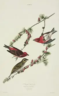 Pinaceae Prints: Carpodacus purpureus, purple finch