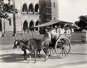 Cows Gallery: Carriage drawn by oxen, gharry or gharrie, India