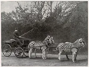 Hippomorpha Prints: Carriage drawn by three zebra and a horse
