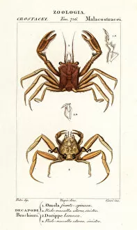 Crustacean Collection: Carrier crab and dorripd crab