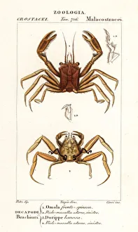 Images Dated 27th March 2020: Carrier crab and dorripd crab