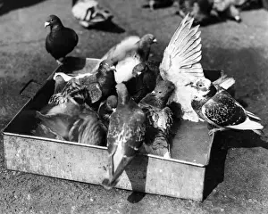 Flapping Prints: Carrier pigeons at Sorrus, France, WW1
