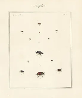 Carrion beetle, sap-feeding beetle, burying beetle, etc