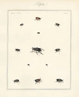 Rugosa Prints: Carrion beetles, black snail beetle, etc