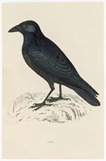 1851 Collection: Carrion Crow (Morris)