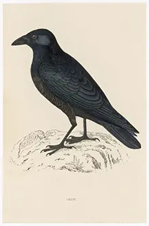 Crow Prints: Carrion Crow (Morris)