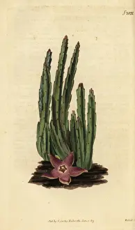 Stapelia Prints: Carrion flower, Stapelia stricta