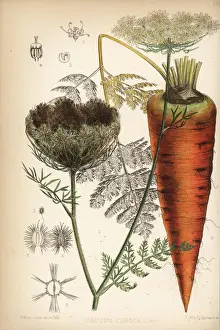 Carrot, Daucus carota