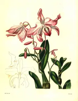 Carrot fern, sekkoku, or necklace-like dendrobium