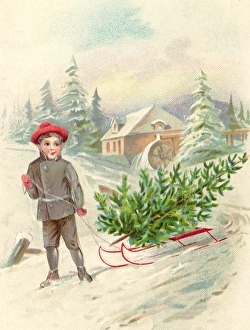 Images Dated 28th September 2012: Carrying Christmas tree on a sledge through the snow