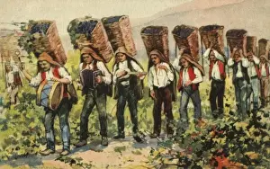 Vine Yard Prints: Carrying grapes - Portugal