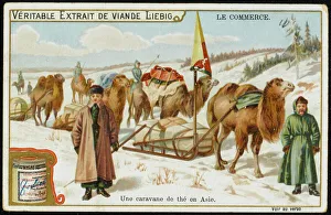 Camel Gallery: Carrying Tea by Camel