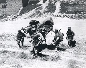 Images Dated 7th October 2011: Carrying the wounded by camel, Palestine, WW1