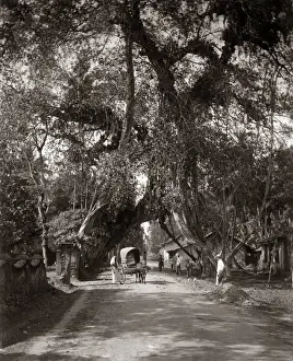 Cart on a country road, Ceylon (Sri Lanka) circa 1890