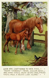 Cart horse & foal