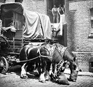 Warehouse Prints: Cart horses at a warehouse, London, early 1900s
