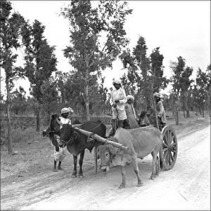 Cart and oxen in Madhya Pradesh, India