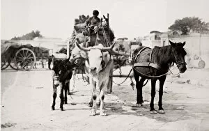 Sacks Collection: Cart pulled by a horse, cow, bullock, donkey at same time
