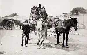 Cart pulled by a horse, cow, bullock, donkey at same time Cart pulled by a horse, cow, bullock, donkey at same time