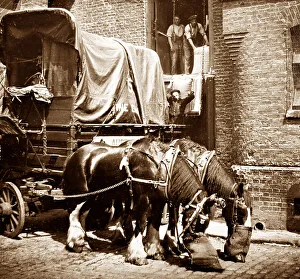 Warehouse Prints: Carters horses, London