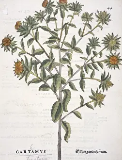 Compositae Prints: Carthamus tinctorius, safflower