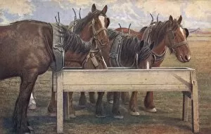 Images Dated 14th February 2011: Four carthorses drinking at a trough
