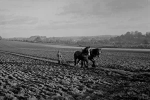Pull Gallery: Carthorses ploughing a field, Sussex