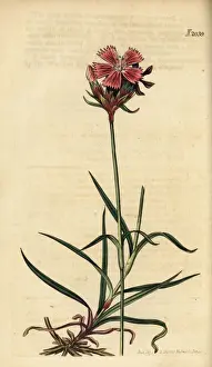 Carthusian Prints: Carthusian pink, Dianthus carthusianorum