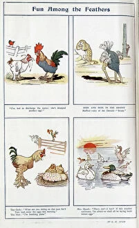 Ostrich Collection: Cartoon illustrations in colour by G H Dodd, captioned, Fun Among Feathers'