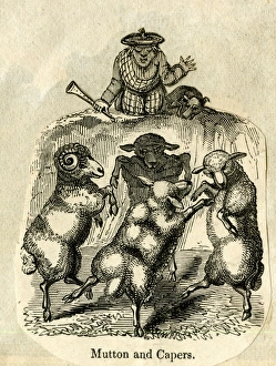 Images Dated 3rd January 2017: Cartoon, Mutton and Capers