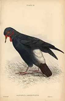 Edwardlear Prints: Carunculated ground pigeon, Geophilus carunculatus