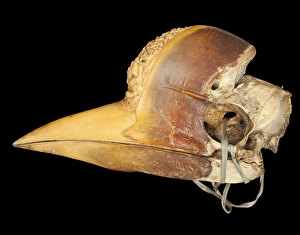 Images Dated 7th September 2012: Carved Hornbill Skull
