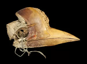 Black Background Collection: Carved Hornbill Skull