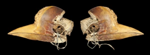 Images Dated 7th September 2012: Carved Hornbill Skull