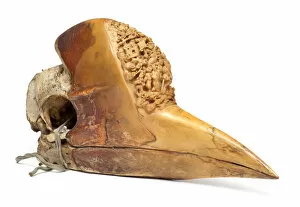 Images Dated 7th September 2012: Carved Hornbill Skull