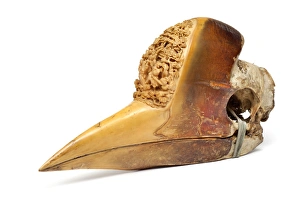Images Dated 7th September 2012: Carved Hornbill Skull