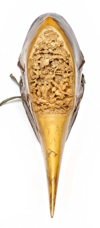 Images Dated 7th September 2012: Carved Hornbill Skull
