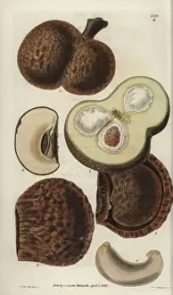 Hooker Prints: Caryocar nuciferum, fruit of the souari, pekea-nut