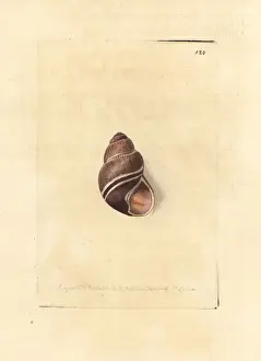 Tasmania Prints: Caryodes dufresnii dufresnii