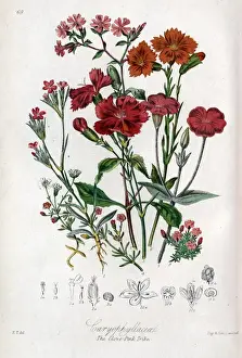 Classification Prints: Caryophyllaceae - Clove Pink