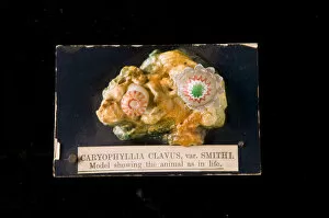 1822 1895 Collection: Caryophyllia clavus, sea anemone